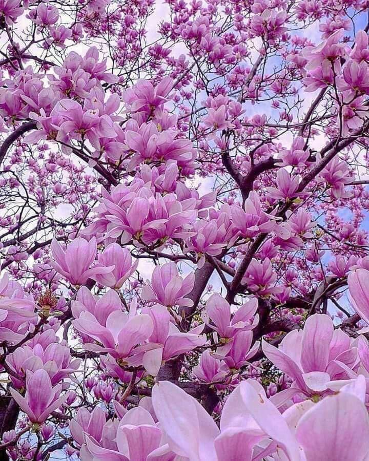 Corporate meeting room with carefully timed floral arrangements that maintain elegance throughout business hours